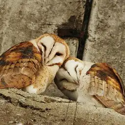 11只一夫一妻制的动物一生都在一起