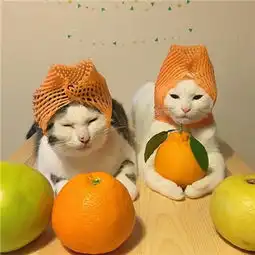 两只吃货猫咪头像高清图片活的像公主才能吸引到王子