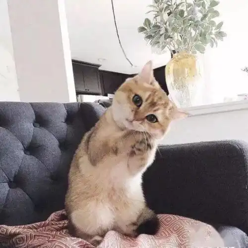 背景图我现在对帅哥一点兴趣也没有,不信你给我推几个试试