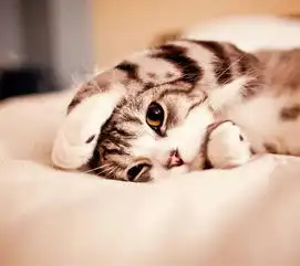 小猫卡通头像新加坡