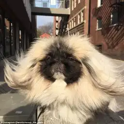 组图呆萌宠物狗飘逸秀发爆红网络