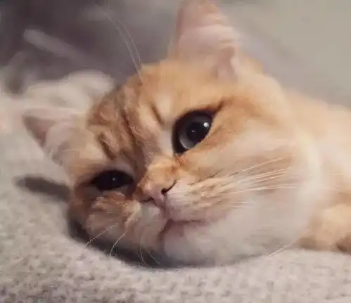 这只猫咪叫pumpkin,天生自带眼线的小美人太可耐了,真是炒鸡萌