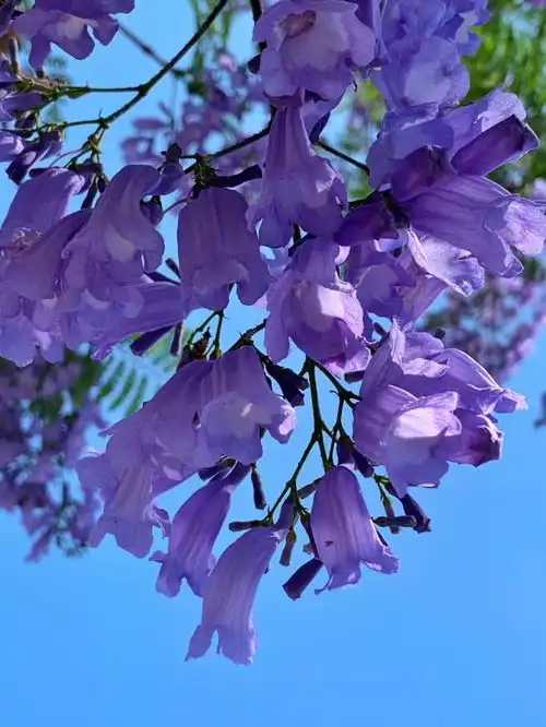 我的天哪这也太蓝了吧