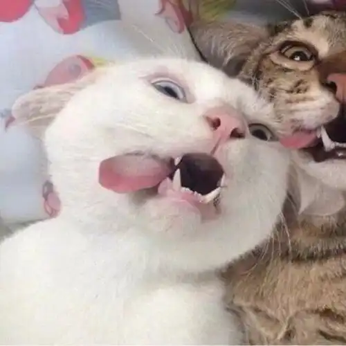 微信头像超好看的仙女闺蜜头像,这组头像简直太赞了