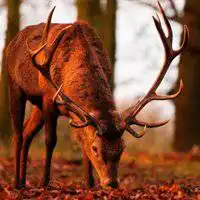 麋鹿头像唯美图片森系微信头像图片大全