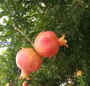 石榴木命带什么颜色的和田玉好