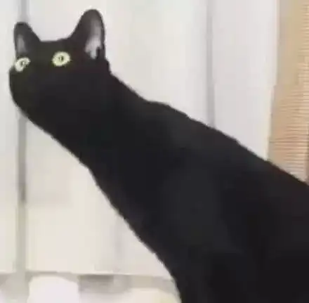 情侣头像不要土秀恩爱要高调,狗粮撒一波,简直超甜