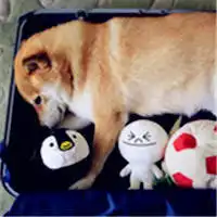 柴犬qq头像图片大全