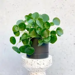 蓝色系闺蜜头像ins风绿