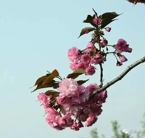 樱你而开,樱你而来五莲中学第二届樱花节,不可错过的樱花烂漫