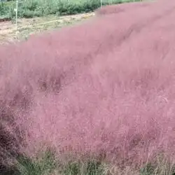 临沂粉黛乱子草小苗基地价格