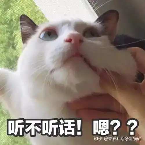 猫系头像男真人表情包