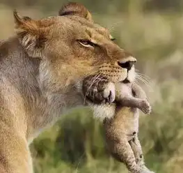 我宠它动物界爹妈带娃,满眼都是对崽子的宠溺