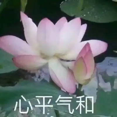 江淮佛系荷花微信头像岁月静好