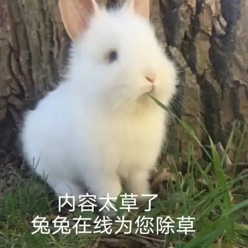 情侣头像兔子一黑一粉