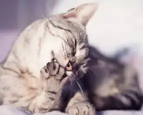 娃娃壁纸分享喵星人的写真集总有一款萌到你附打包下载哦中关村在线手机论坛