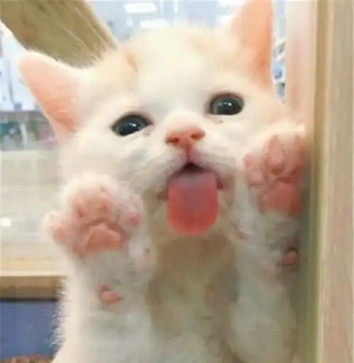 当你走进一家宠物店,看到它们这样的撒娇姿势,你最想带谁回家