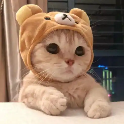 卡通可爱萌宠头像我的脑袋是个小小星球