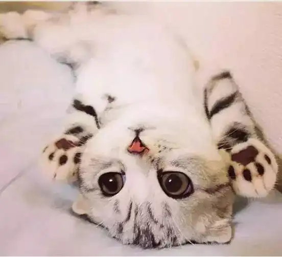 没有一个猫奴看完这些图片还能矜持住