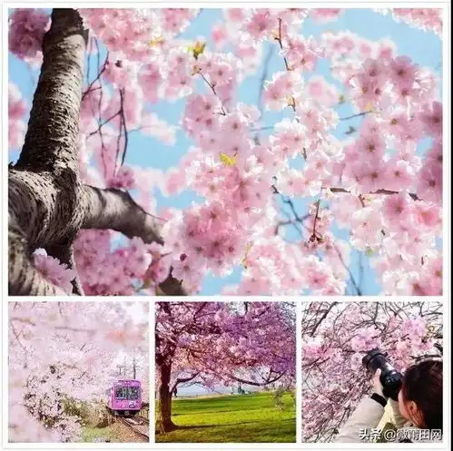 莆田后黄要美爆了,春节一起来后黄景区赏樱花