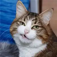 萌宠猫咪情侣头像最新猫咪情侣头像不带人