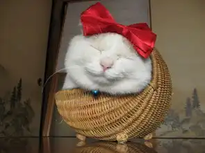 巨无敌猫咪控