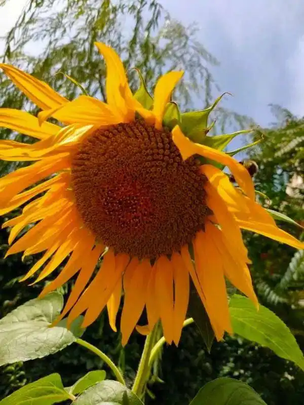 阳光一幼发现儿童的发现阳光下的向日葵苗苗四班活动小记