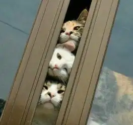 禁欲系男主林更新赵又廷陈伟霆谁更厉害