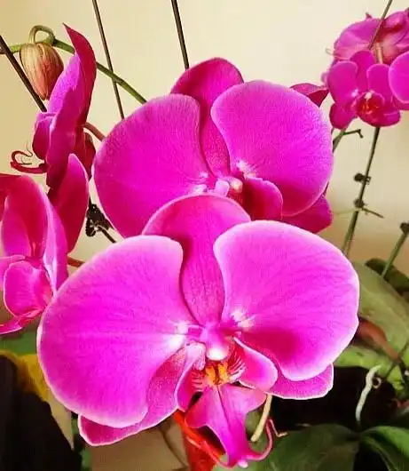 蝴蝶兰是喜庆花