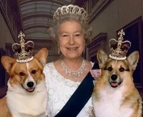 憨豆特派员里那只著名的英国女王的柯基走了