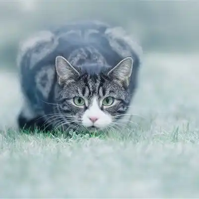 小猫卡通头像巧合