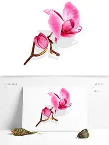 粉色蝴蝶兰图片素材粉色蝴蝶兰图片素材下载粉色蝴蝶兰背景素材粉色蝴蝶兰模板下载我图网