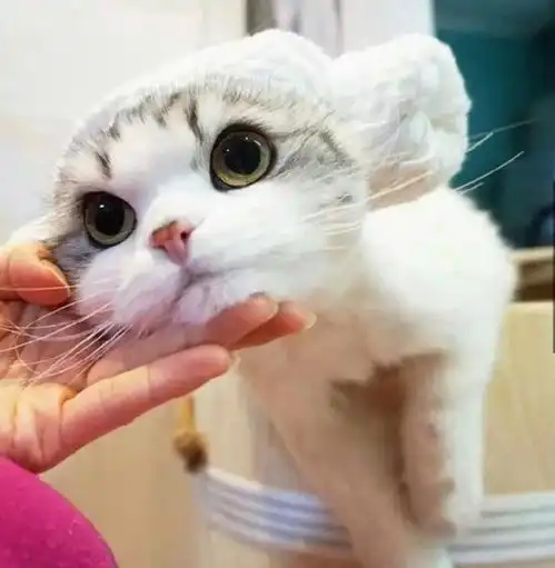 每日一雷用脚自拍卖萌的少女