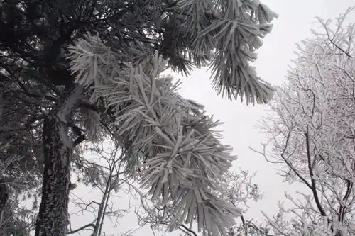 被朋友圈刷屏雪景诱惑,三名女子相约登龙门杏梅尖,结果