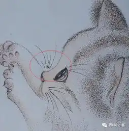 猫系狐系,还是鹿系快来测下你和哪种动物长的像