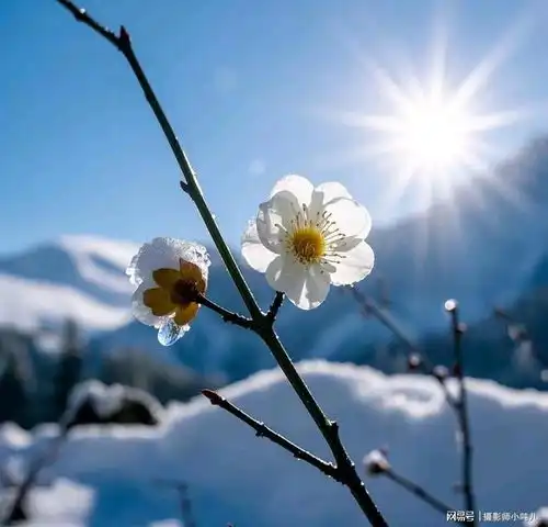 梅花寒梅映雪,独占风华