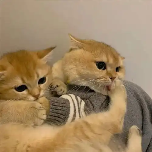 猫用卵磷脂排名中猫咪美毛哪个好