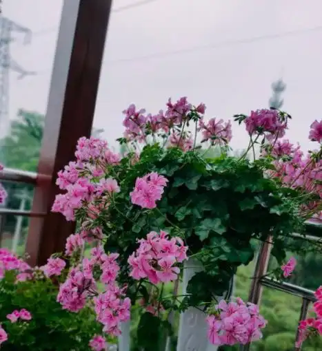 春天定要养几盆驱蚊花,蚊虫都不敢进家,空气清新对身体好