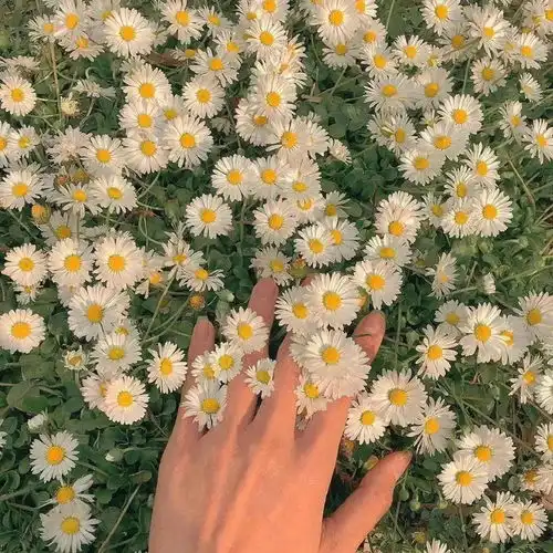 小清新治愈系背景图