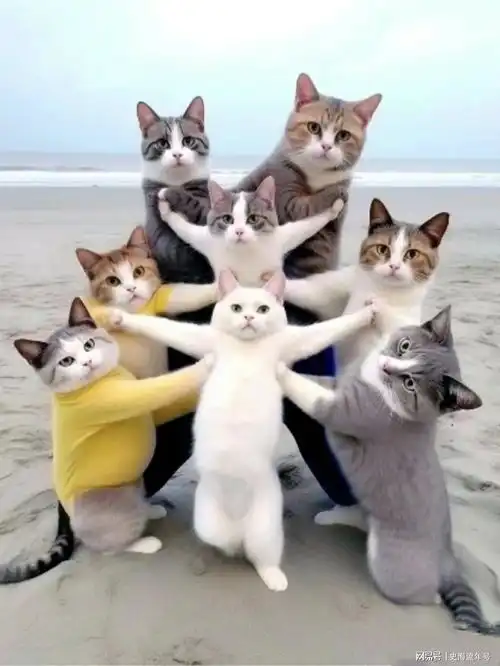 末路狂飙光天化日,朗朗乾坤,一只抱着偷来的鱼疯狂奔跑的猫