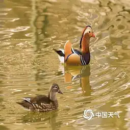 天气转暖哈尔滨兆麟公园鸳鸯戏水秀恩爱