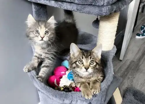 小奶猫跑到隔壁房间,对新猫咪一见钟情妈我找到男友了