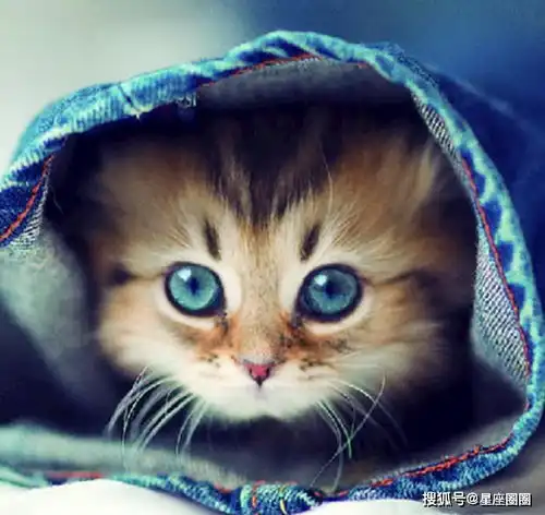 猫猫的头像高清图片