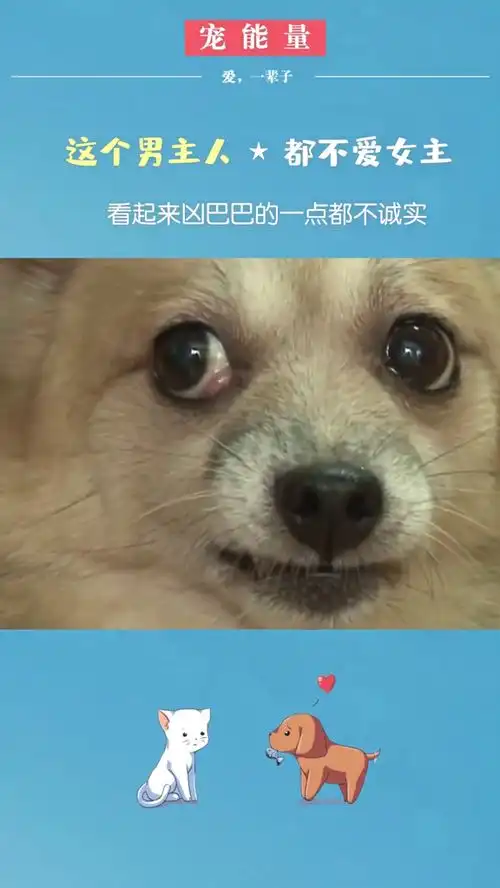 放心吧,傻狗,没人抢你男人,你还多了个爱你的女人