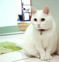 猫咪吃完化毛膏吐水怎么办,化毛膏好还是猫草好