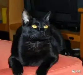 赵丽颖像折耳猫,范爷撞脸布偶但猫系脸最萌的还是贾玲