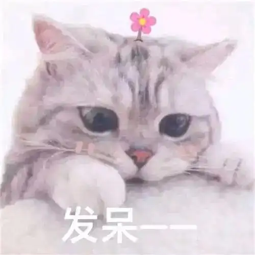 表情包你外面有猫了什么品种你说