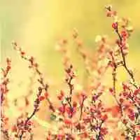 微信螺与花朵共同的头像图片大全集