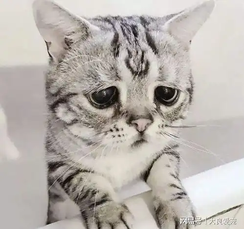 五次搬家后,我家猫咪猝死了
