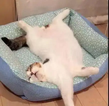 微信头像白猫咪睡觉